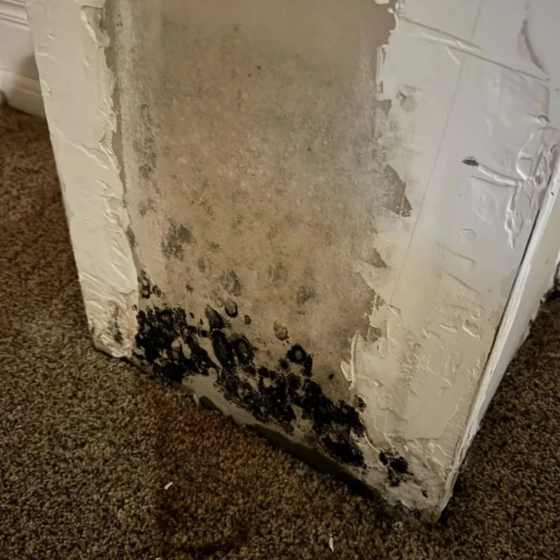 Professional Mold Removal in Milan, OH